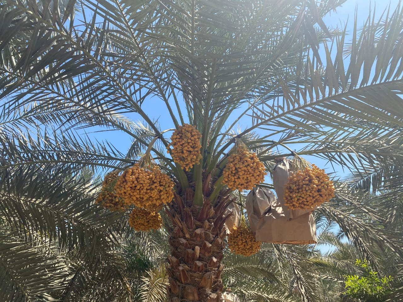 Bahri Dates Gallery 1