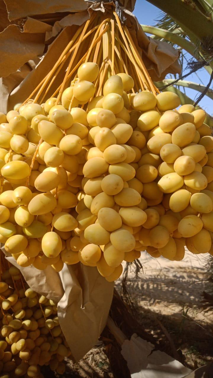 Bahri Dates Gallery 2
