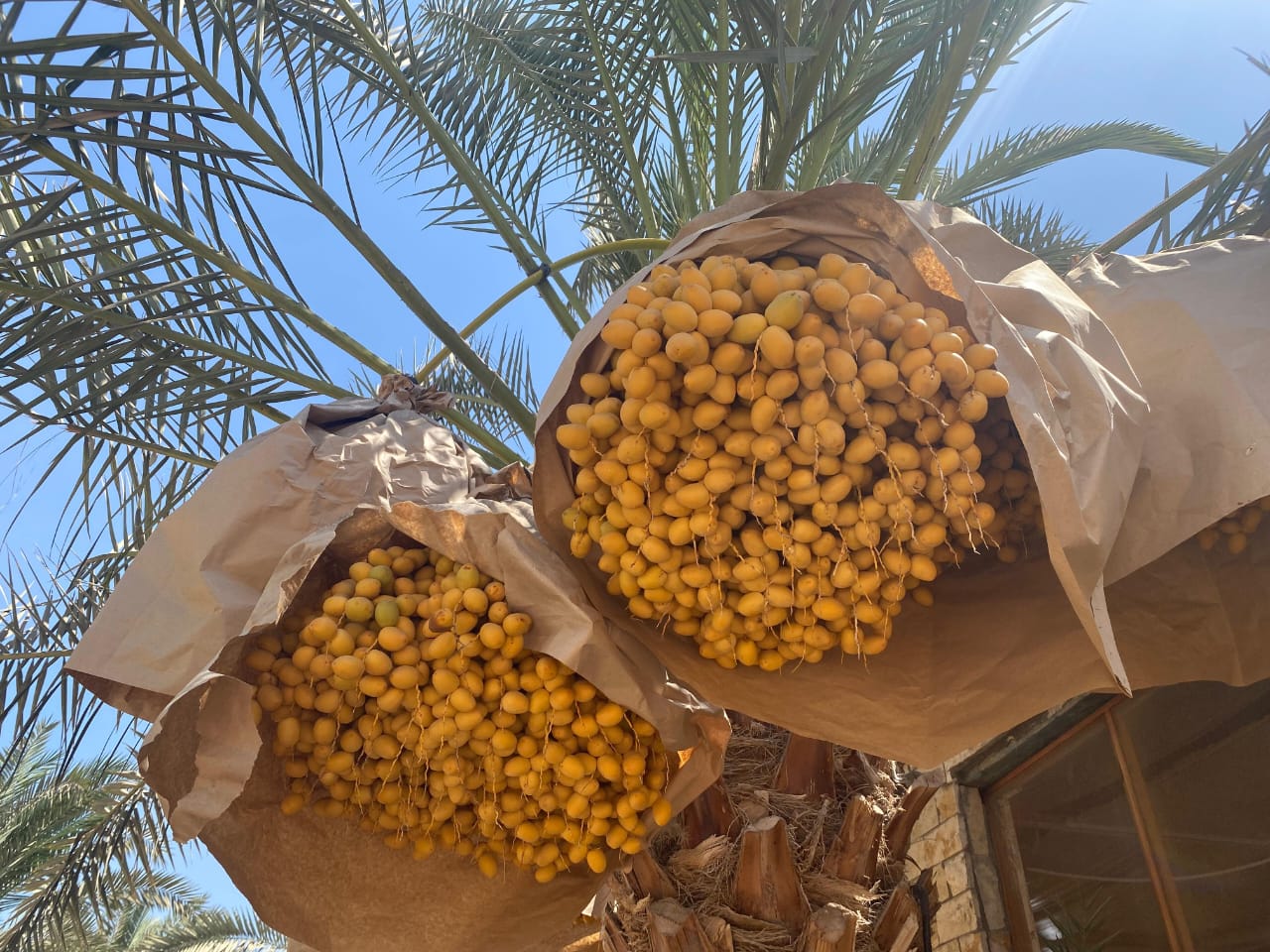 Bahri Dates Gallery 3