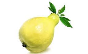 Guava Gallery 3