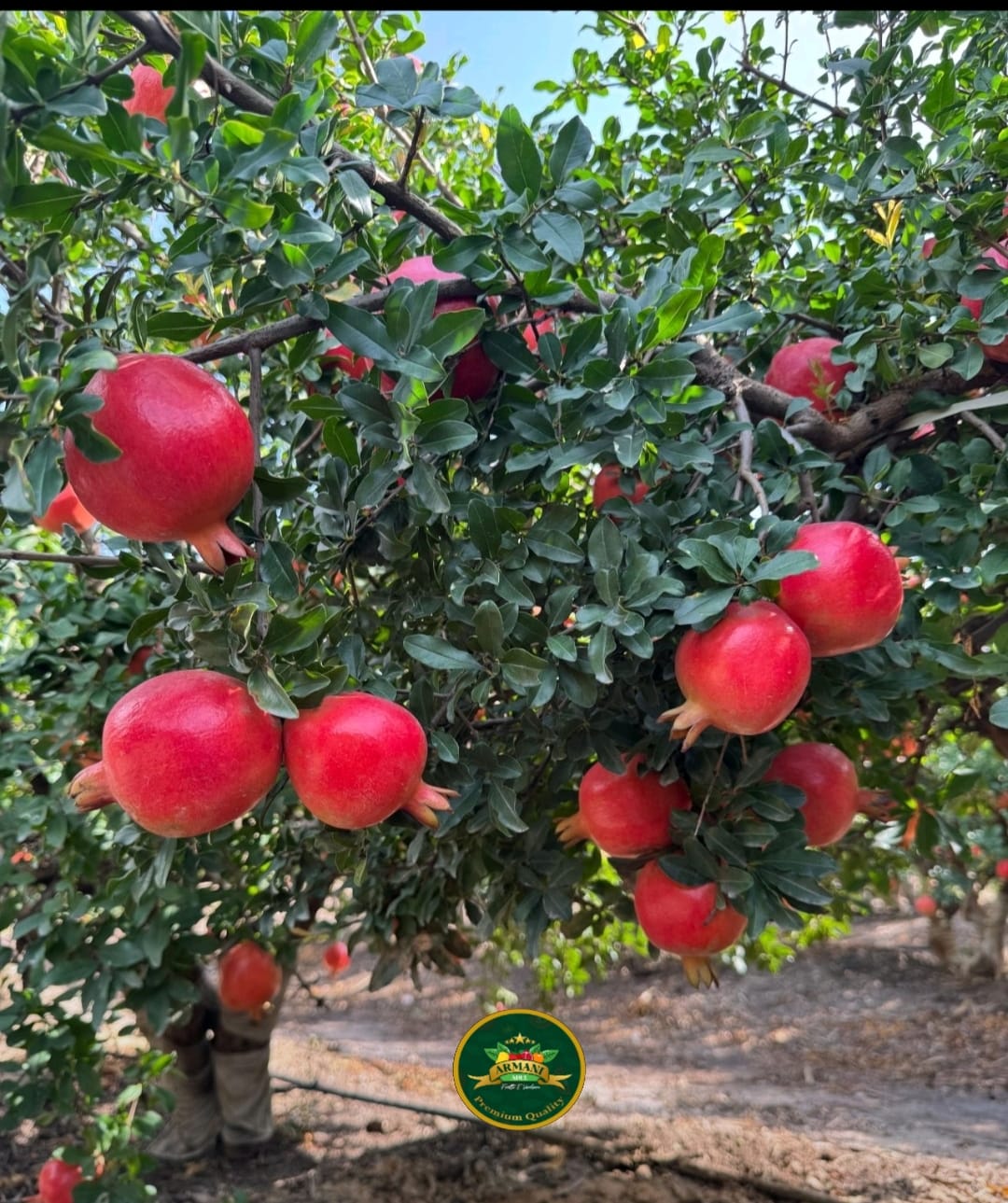 Selection & Harvesting - Adel Armani quality control process
