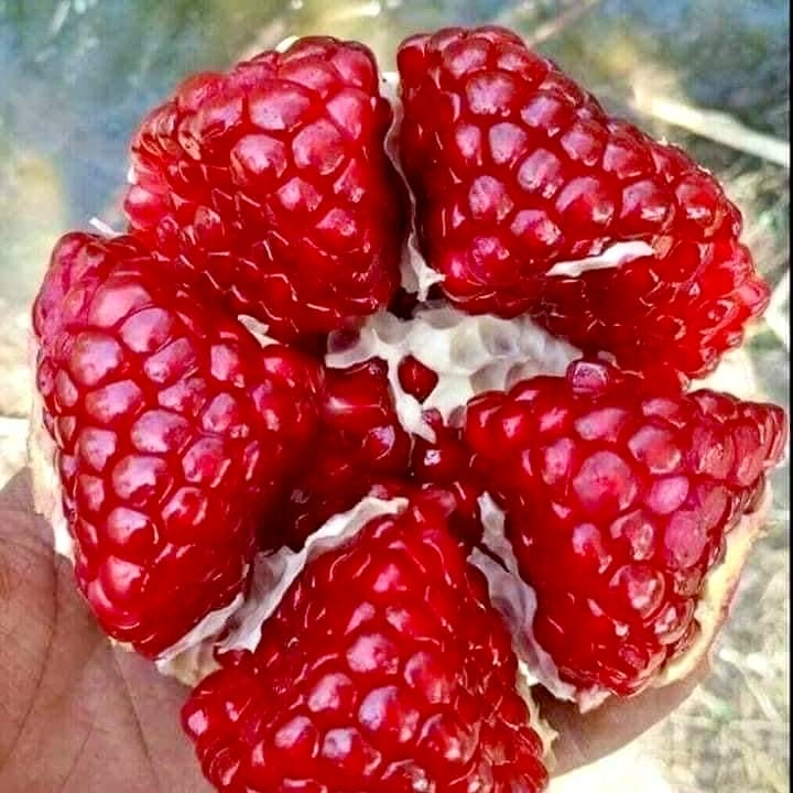 Pomegranate Gallery 1